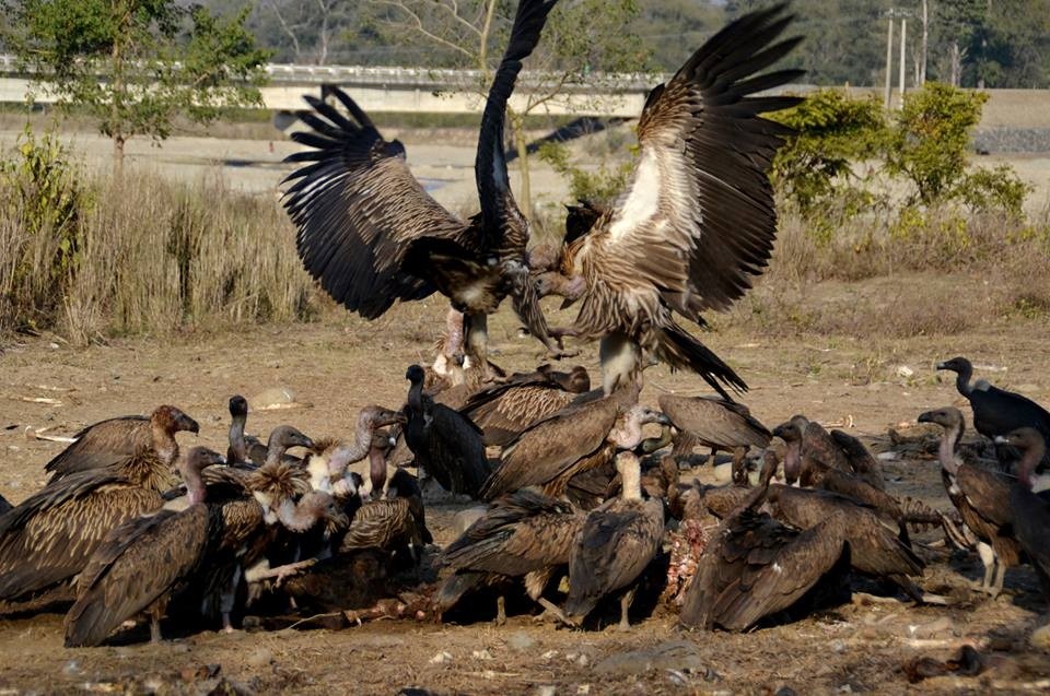 आज अन्तरराष्ट्रिय गिद्ध सचेतना दिवस मनाइँदै